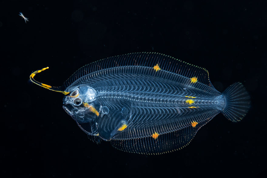Honorable Mention - Suzan Meldonian - Blackwater Category - "Long Lure Larval Flounder"