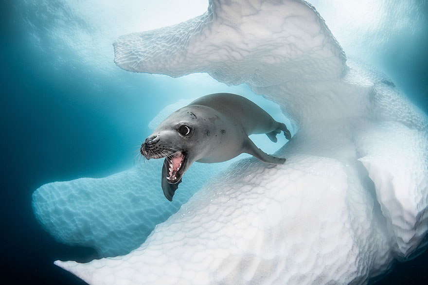 1st Place - Greg Lecoeur - Coldwater Category - "Crab-Eater Seal"