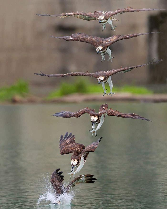osprey hunt dive photos chen chengguang 10 5e0ef14b5e549  700 - Fotógrafo de Taiwan tira fotos artísticas de pássaros de caça e o resultado é lindo