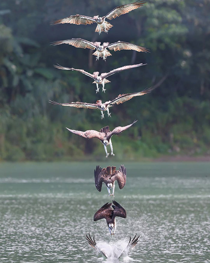 osprey hunt dive photos chen chengguang 12 5e0ef14e8afe8  700 - Fotógrafo de Taiwan tira fotos artísticas de pássaros de caça e o resultado é lindo