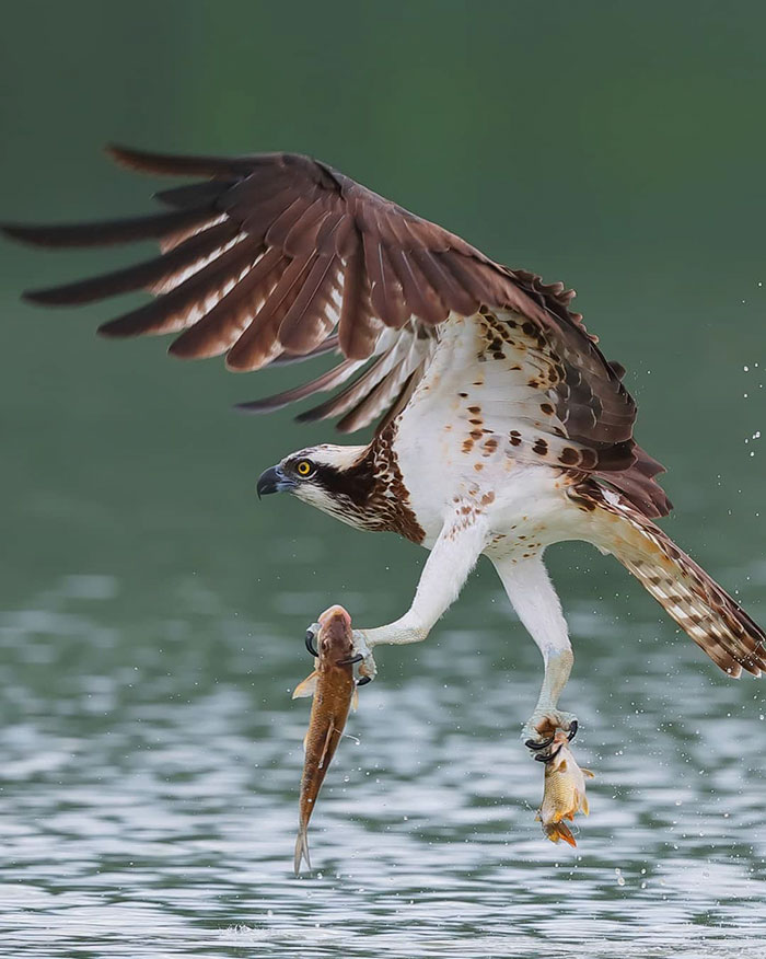 osprey hunt dive photos chen chengguang 15 5e0ef15574045  700 - Fotógrafo de Taiwan tira fotos artísticas de pássaros de caça e o resultado é lindo
