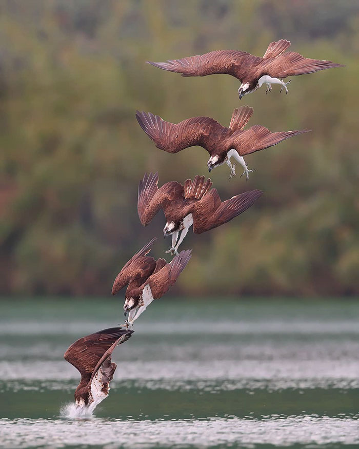 osprey hunt dive photos chen chengguang 17 5e0ef15931838  700 - Fotógrafo de Taiwan tira fotos artísticas de pássaros de caça e o resultado é lindo