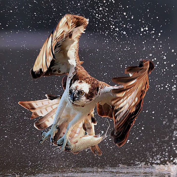 osprey hunt dive photos chen chengguang 2 5e0ef13c12282  700 - Fotógrafo de Taiwan tira fotos artísticas de pássaros de caça e o resultado é lindo