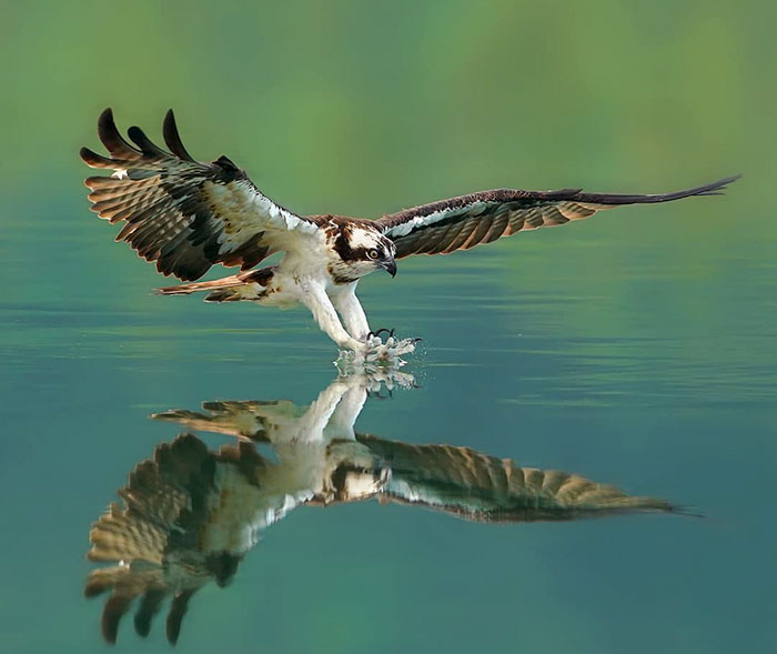 Photographer's Photos Of Ospreys In Hunting Mode Show How Calculated Everything In Nature Is