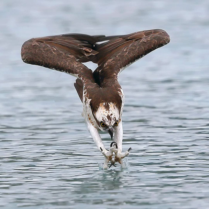 Photographer's Photos Of Ospreys In Hunting Mode Show How Calculated Everything In Nature Is