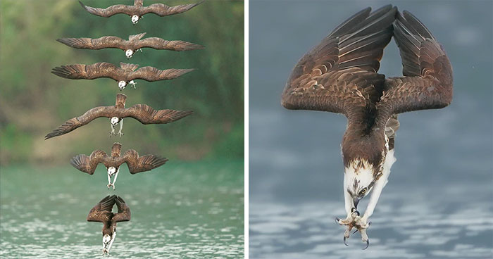 Photographer’s Photos Of Ospreys In Hunting Mode Show How Calculated Everything In Nature Is