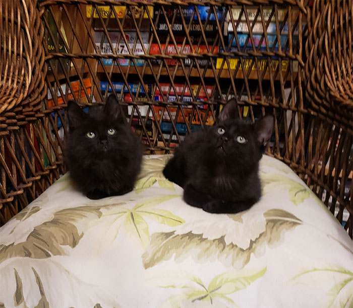 Kittens Roam Freely In This Bookstore In Canada And Customers Can Even Adopt Them