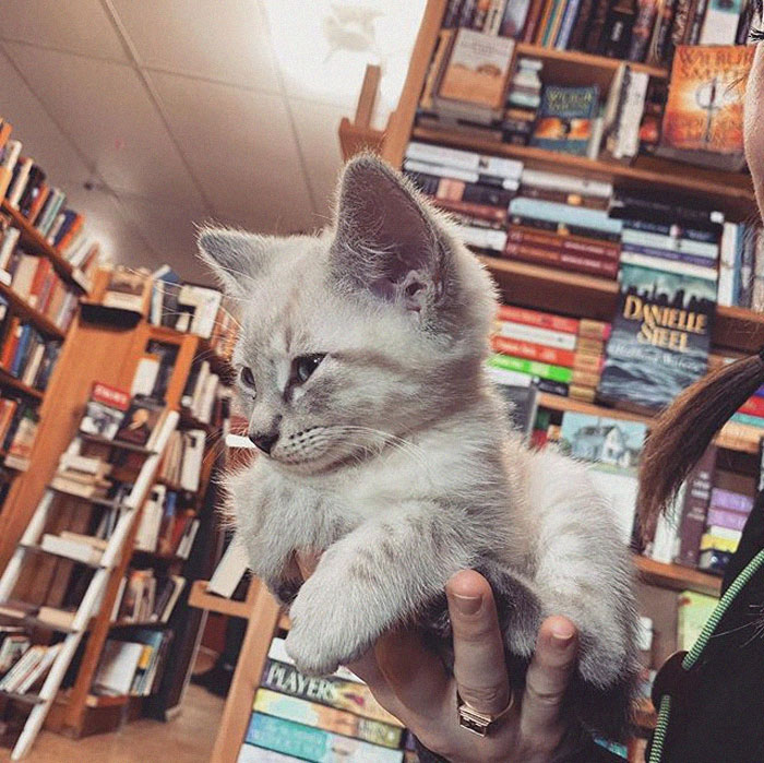 En esta librería canadiense los gatitos se pasean libremente, y los clientes pueden incluso adoptarlos