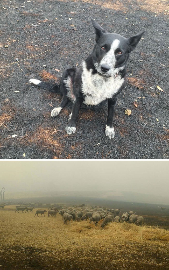 Dog Saves Flock Of Sheep From Australia’s Raging Bushfires