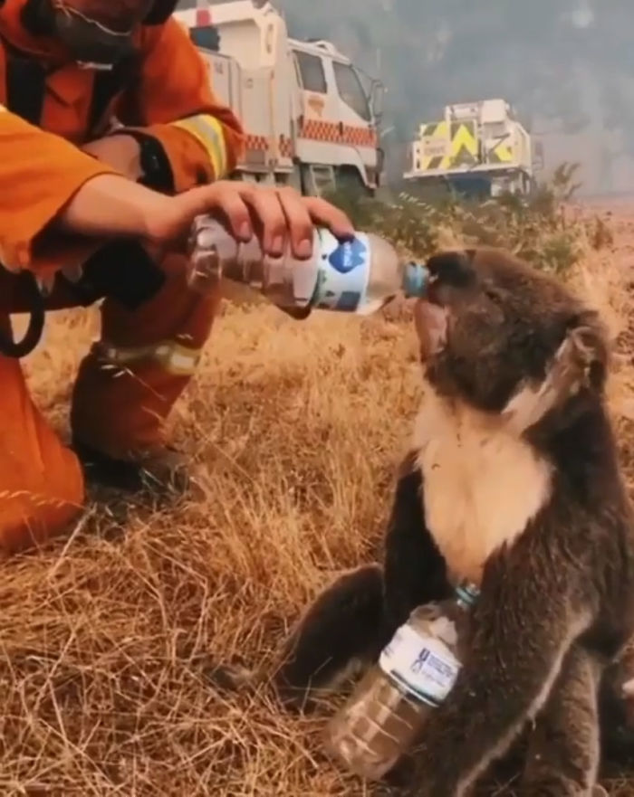 A Koala Drinks Water Offered From A Bottle By A Firefighter During Bushfires In Cudlee Creek, South Australia