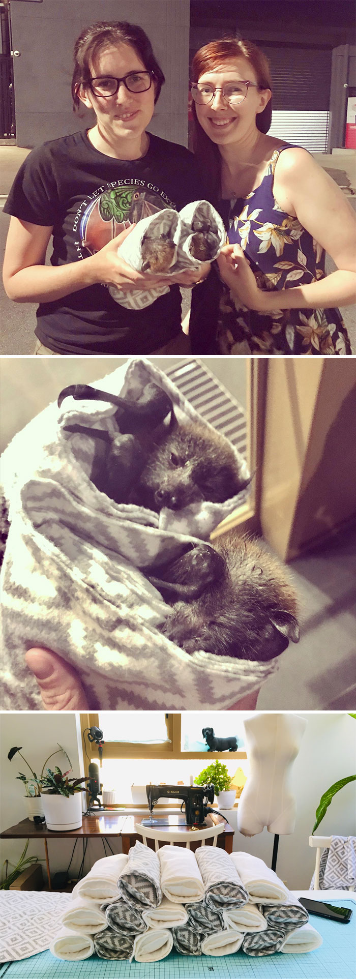 Tonight I Got To Meet The Baby Orphan Bats Of The Aussie Bushfires That I Made The Wraps For