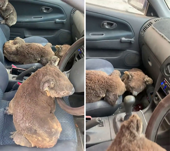 Teenagers Filling Their Car With Koalas To Save Them From The Flames
