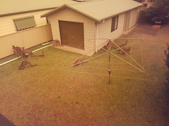 Kangaroos Gather On A Home’s Lawn In Berrara Beach, Nsw, As Bushfires Spread