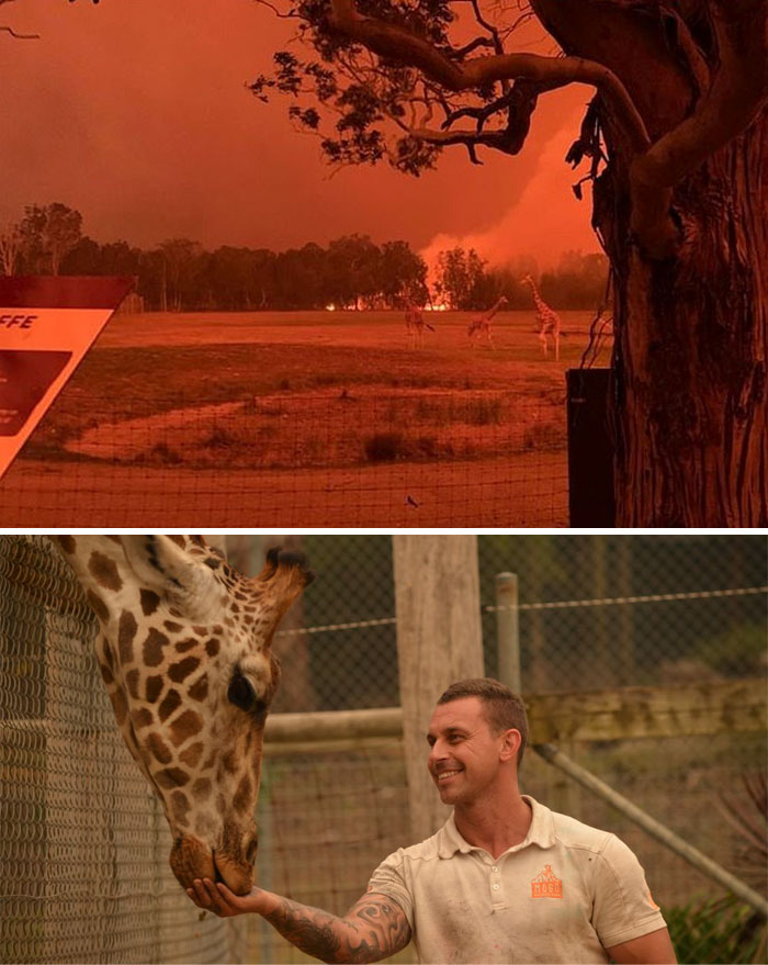 Australian Zookeeper Saves Animals From Terrible Fires By Taking Them Home