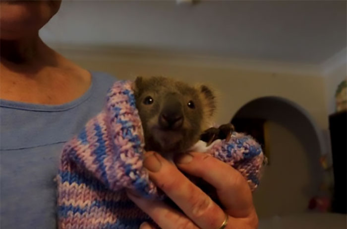 Weighing Less Than A Bag Of Sugar And Snug As A Bug In His Wee Knitted Pouch, This Adorable Koala Joey Called Haze Survived The Raging Australian Bushfires Thanks To The Extraordinary Efforts Of A Firefighter Who Saved Her Life