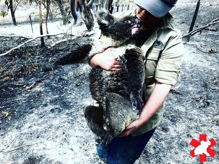 Koala Being Rescued