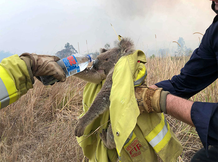 As Devastating Fires Are Raging In Australia, Here Are 24 Pics Of Animals Being Saved
