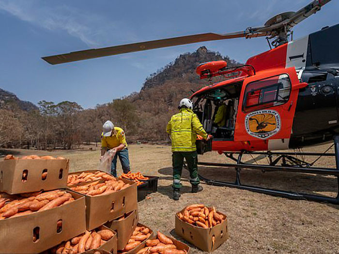 Los animales supervivientes de los incendios de Australia se mueren de hambre, así que se están lanzando toneladas de vegetales desde aviones