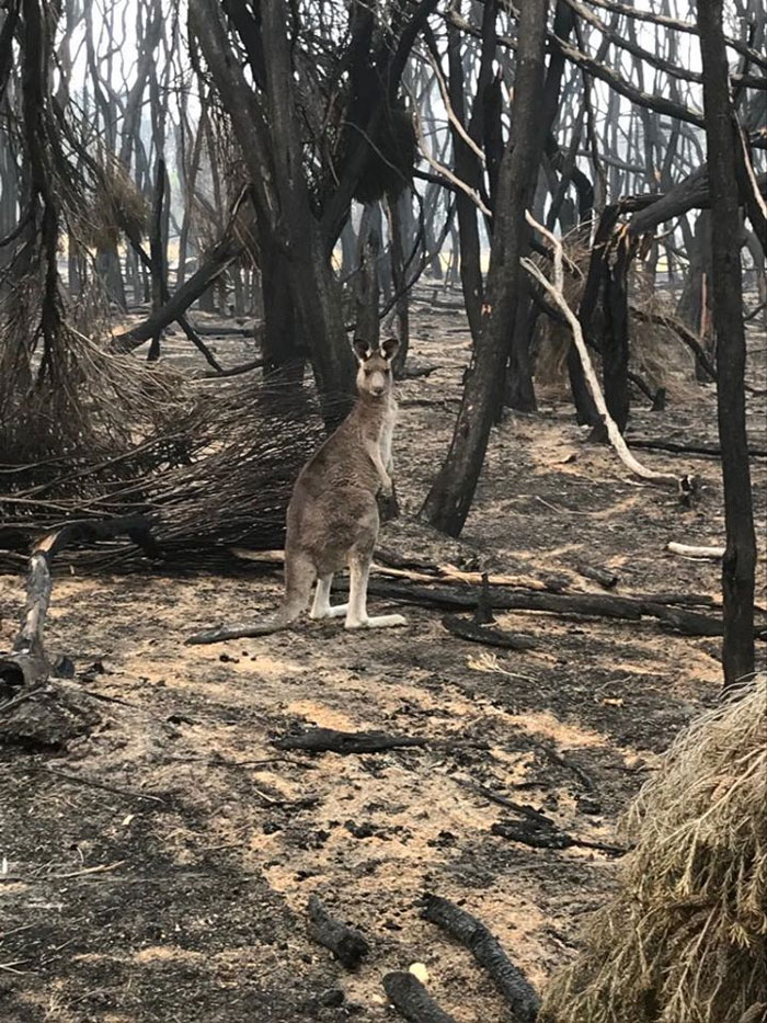 Animals Who Survived Australian Fires Are Starving, So These Planes Dropped Tons Of Vegetables For Them