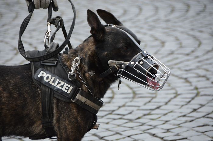 When Police Dogs Retire In Some Countries They May Have The Chance To Receive A Pension Plan For Their Contribution