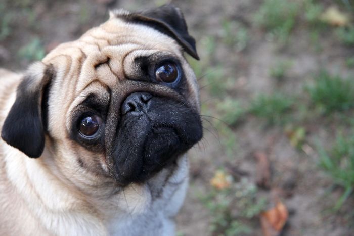Someone Shows What A Pug's MRI Scan Looks Like And It's Pretty Terrifying
