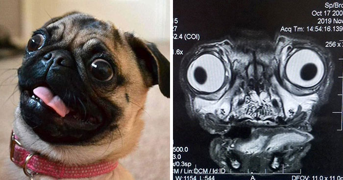 Someone Shows What A Pug’s MRI Scan Looks Like And It’s Pretty Terrifying
