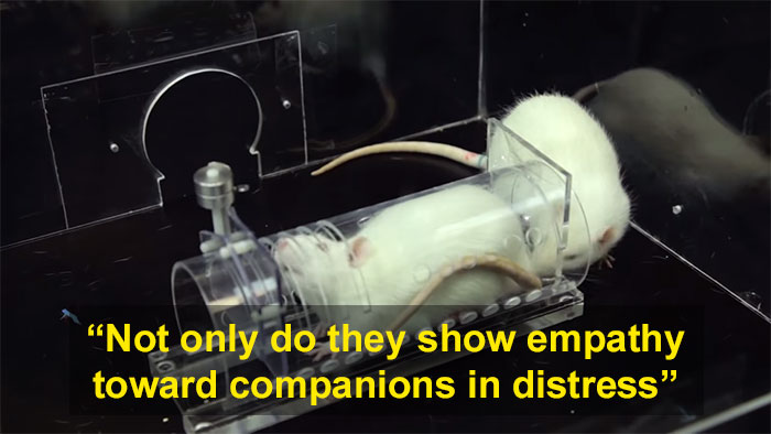 Rats Don't Deserve The Reputation They've Got And This Science Experiment On Rat Friendship Proves It