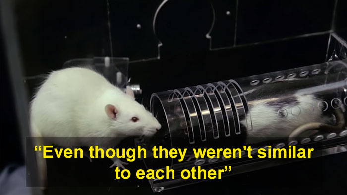 Rats Don't Deserve The Reputation They've Got And This Science Experiment On Rat Friendship Proves It