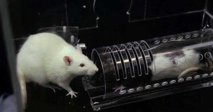 Rats Don’t Deserve The Reputation They’ve Got And This Science Experiment On Rat Friendship Proves It