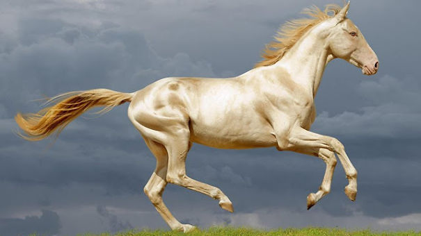 The Most Amazing And Rare Horses You Will Ever See In Your Life!