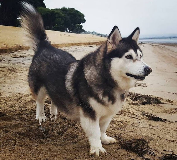 What If We Mix Siberian Huskies With Other Breeds?