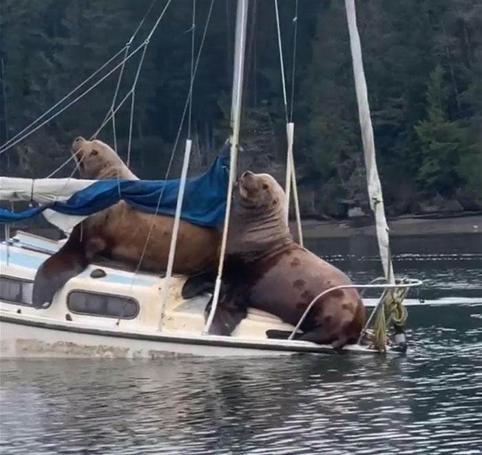 Two Gigantic Sea Lions “Borrow” Someone’s Boat, And The Video Is Ridiculous