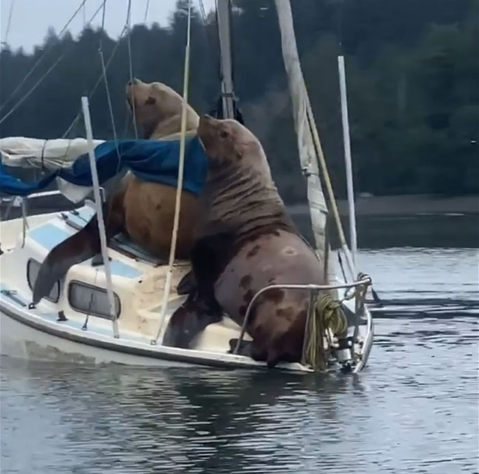 Two Gigantic Sea Lions “Borrow” Someone’s Boat, And The Video Is Ridiculous