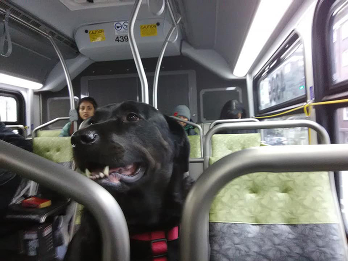 This Good Girl Takes The Bus Everyday To The Dog Park All By Herself And Even Has Her Own Bus Pass Attached To Her Collar