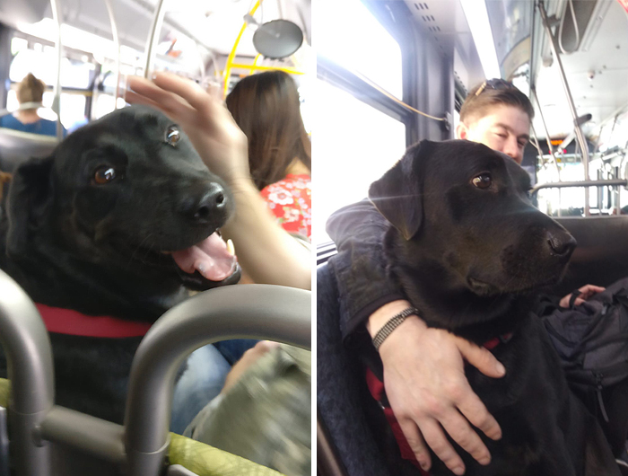 This Good Girl Takes The Bus Everyday To The Dog Park All By Herself And Even Has Her Own Bus Pass Attached To Her Collar