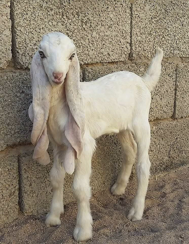 shami-not-damascus-Barbie-doll-is-Gulabi-goat-Saudi-Arabia-5e32c940e16b3.jpg