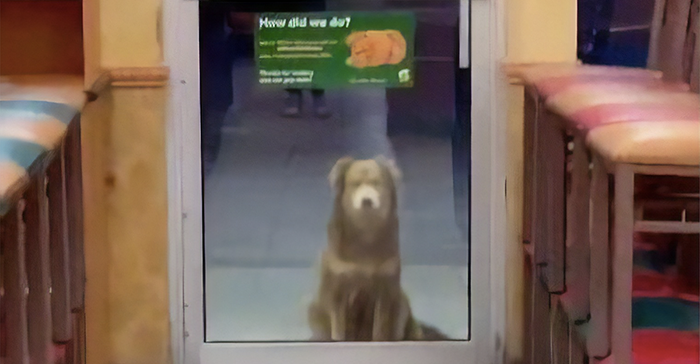Stray Dog Visits Subway Every Day For A Free Sandwich