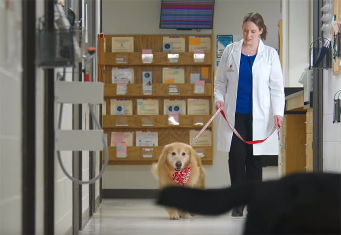 Vets Save Man’s Dog From Cancer, He Thanks Them With A $6M Super Bowl Ad