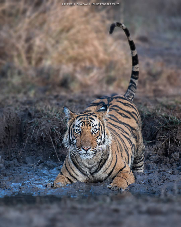 Indian Photographer Nitish Madan Captures Breathtaking Moments From The Lives Of Tigers