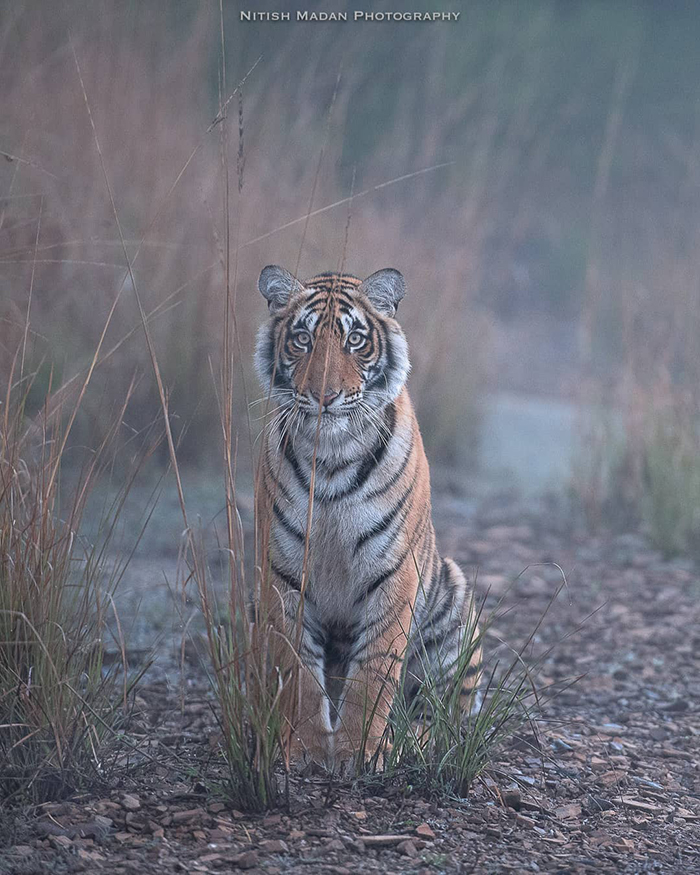 Indian Photographer Nitish Madan Captures Breathtaking Moments From The Lives Of Tigers