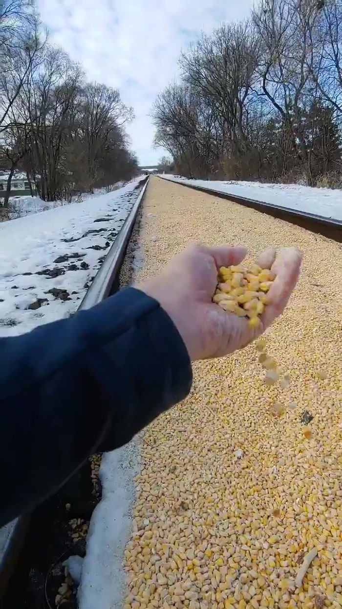 Someone Shares A Photo Of A 2,000 Feet Long Railroad Covered In Corn