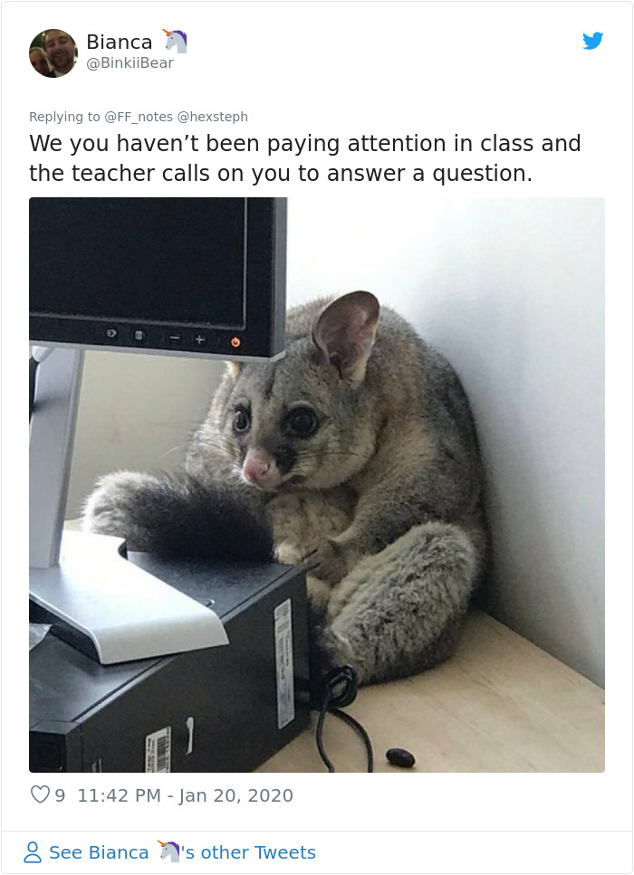 Possum Trashes Woman's Office In Australia, Becomes A Meme