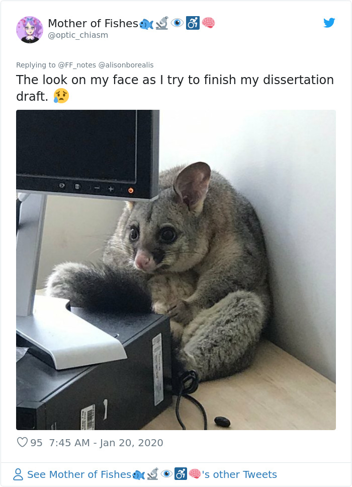 Possum Trashes Woman's Office In Australia, Becomes A Meme