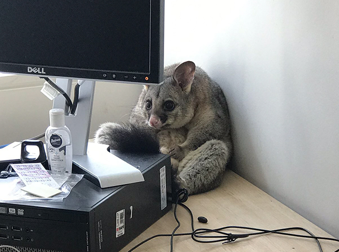 Possum Trashes Woman’s Office In Australia, Becomes A Meme