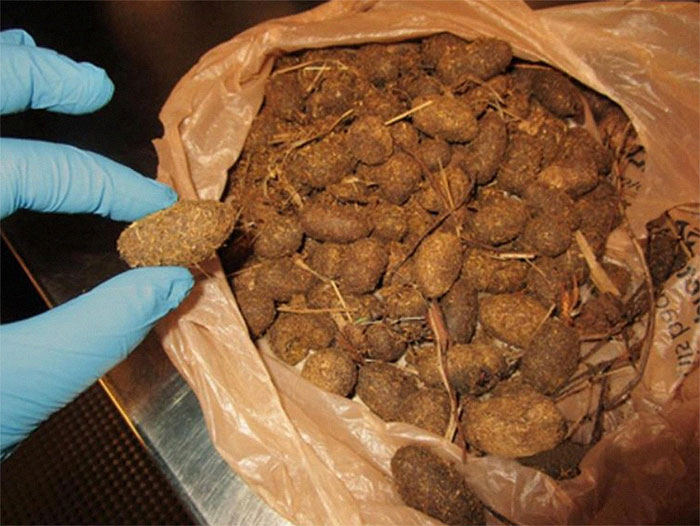 Large Organic Mass Turned Out To Be A Bag Of Moose Nuggets (Or Feces, Droppings, Excrements, Etc.) That The Passenger Was Taking Home From Their Alaskan Adventure