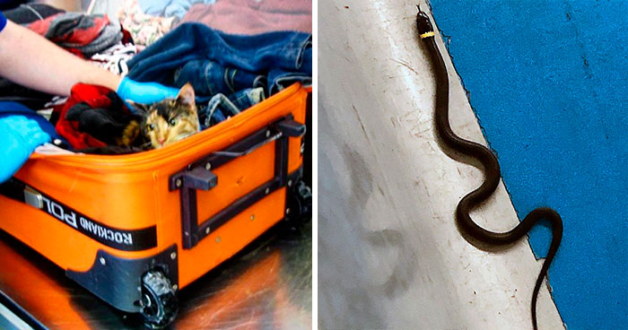 TSA Instagram Account Posts The Strangest Things They Confiscate (30 Pics)