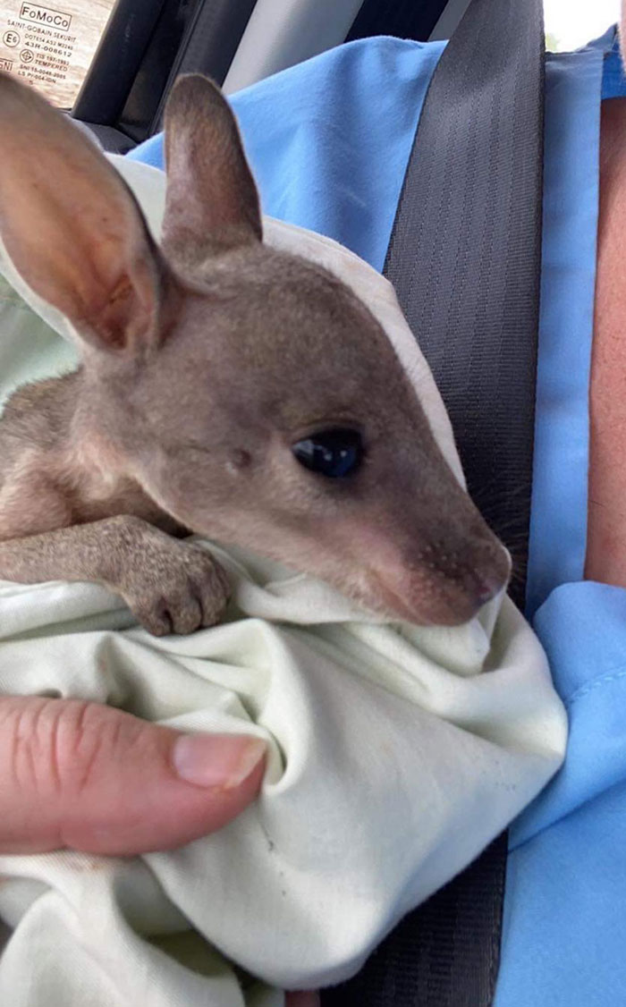 These Adorable Wallaby Babies That Were Rescued From The Australian Bushfires Got Named After Celebs Who Donated To Fire Funds