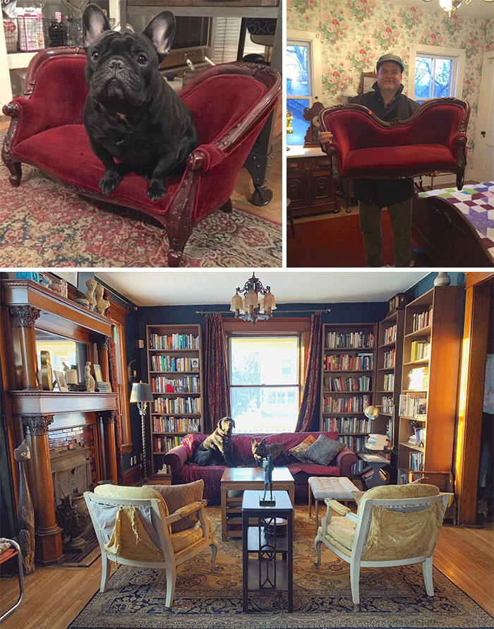 Y’all Wanna See My Adorable French Bulldog On A Tiny Thrifted Victorian Sofa, Yes? The Moment I Brought It Home, He Knew It Was His