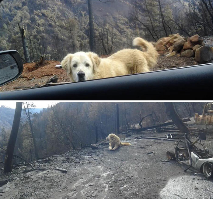 Dog Survives Camp Fire. Found Guarding Charred Paradise Property When Owner Returns There For Them As If He Were Protecting His Former Home