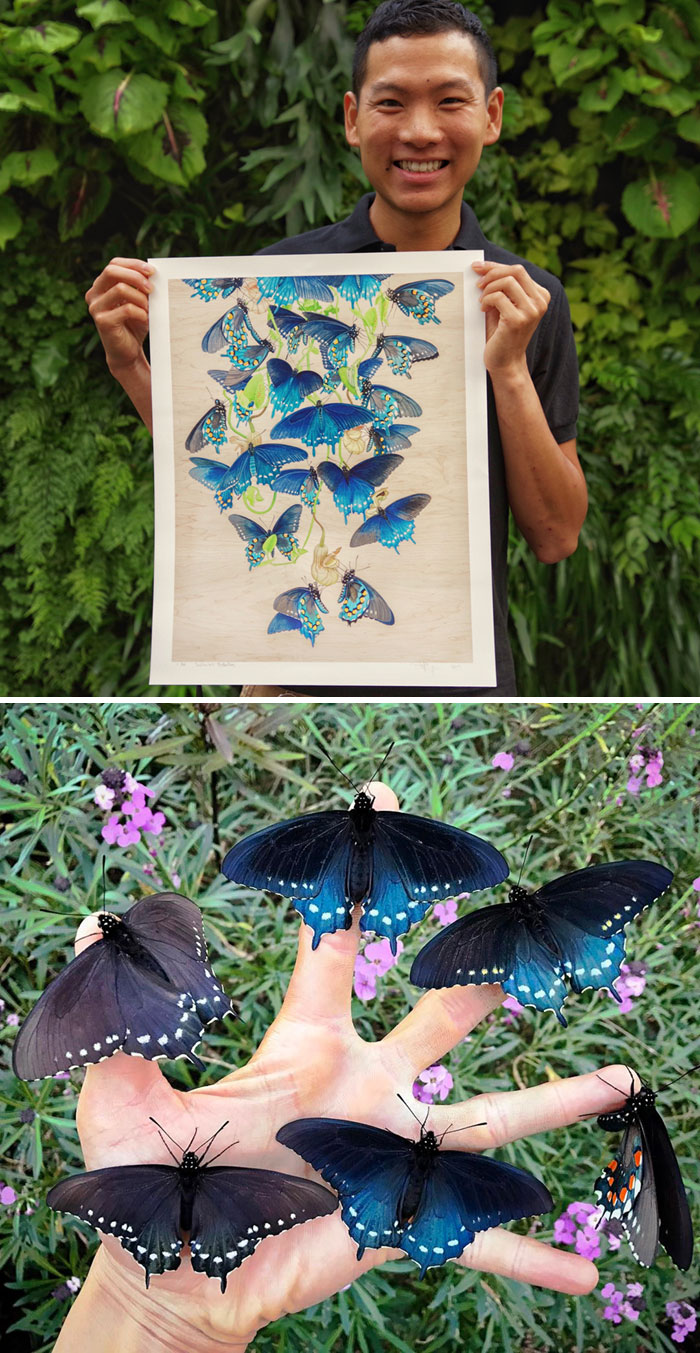 Aquatic Biologist Tim Wong Has Repopulated Pipevine Swallowtail Species, Transforming His Yard Into A Habitat For Them